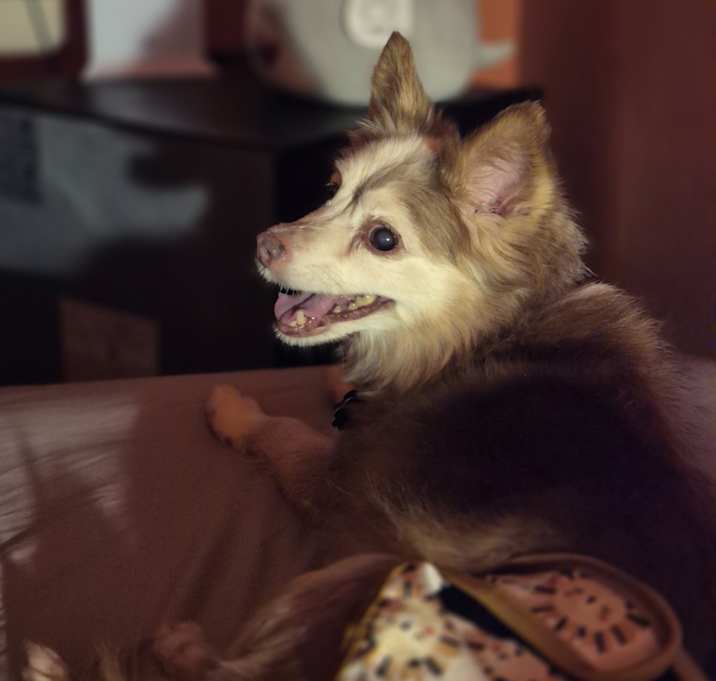 Photo of Freya