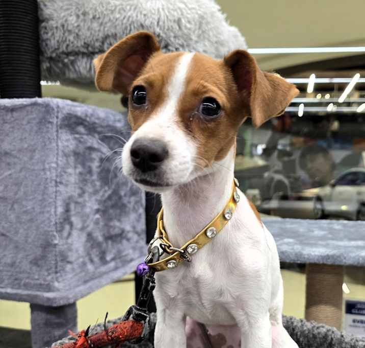 Photo of Chiquita