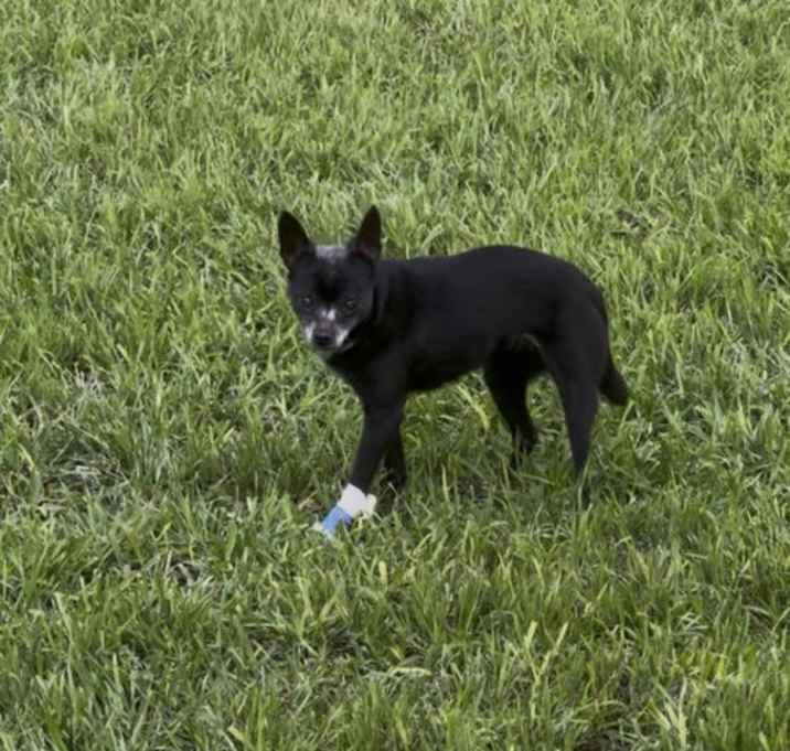 Photo of Pepper