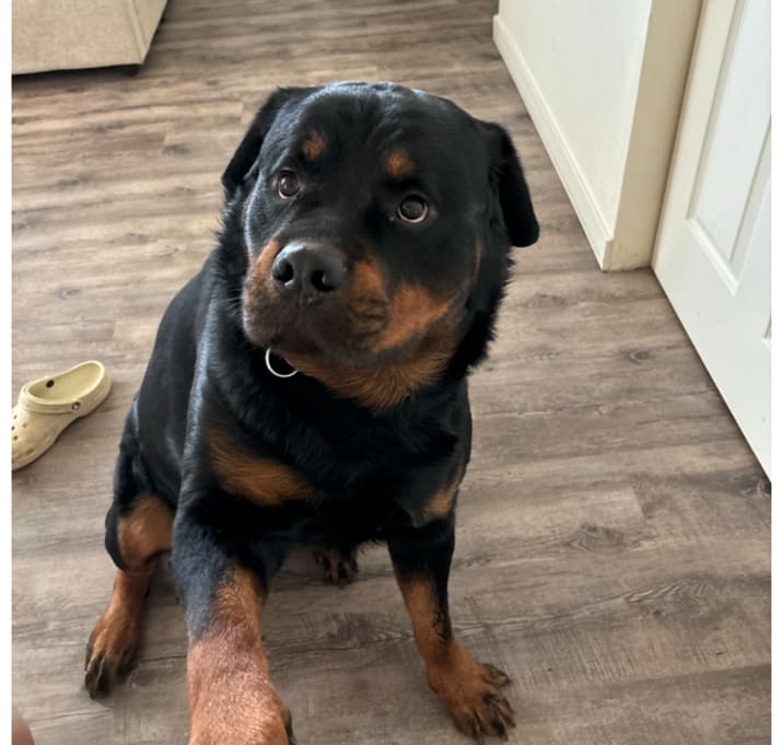Photo of Rocky