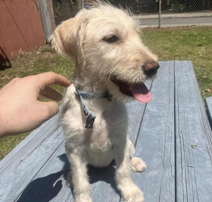 Photo of Opal