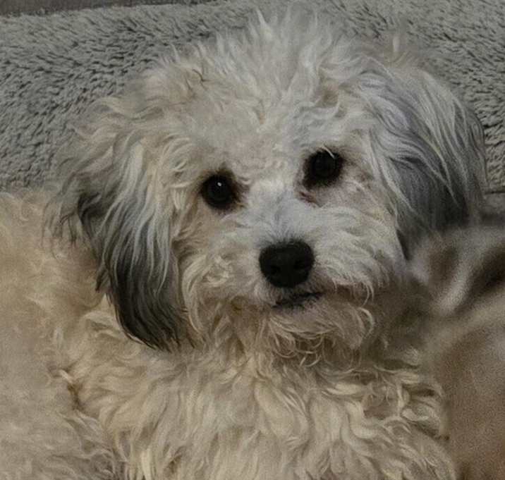 Photo of Romo