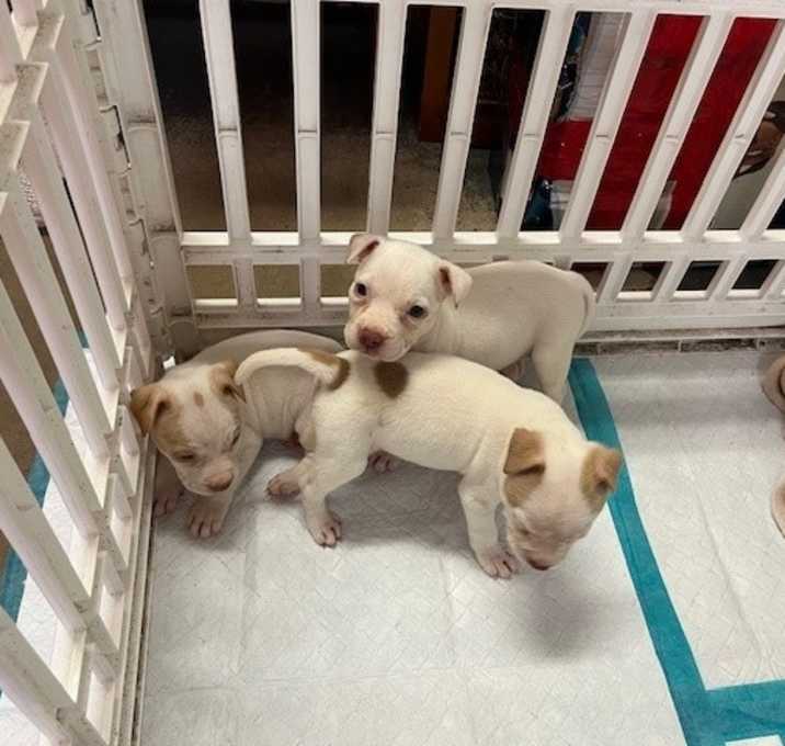 Photo of Puppy Timmy
