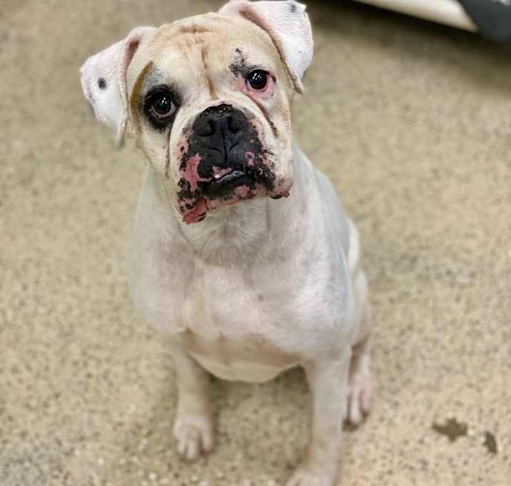 Photo of Wesson