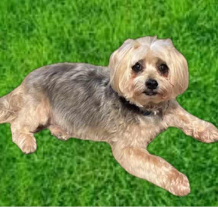 Photo of Buddy