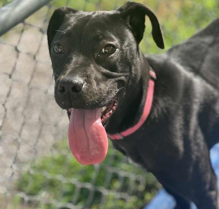 Photo of Chalupa