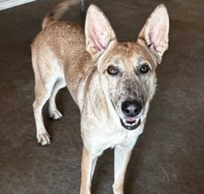 Photo of Willow