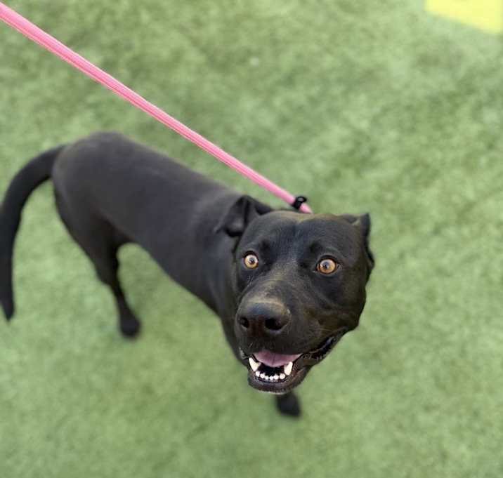 Photo of Koba