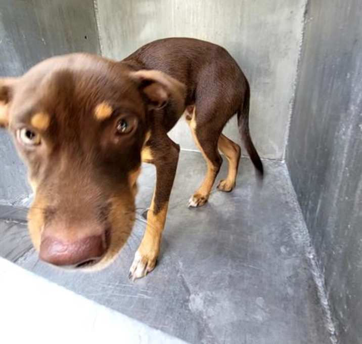 Photo of RUSTY