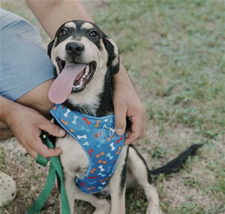 Photo of BUCKY