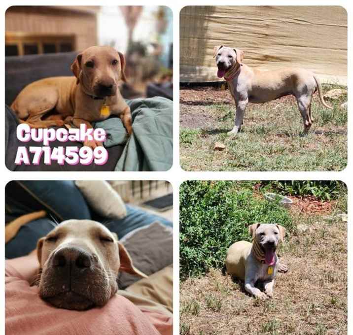 Photo of CUPCAKE