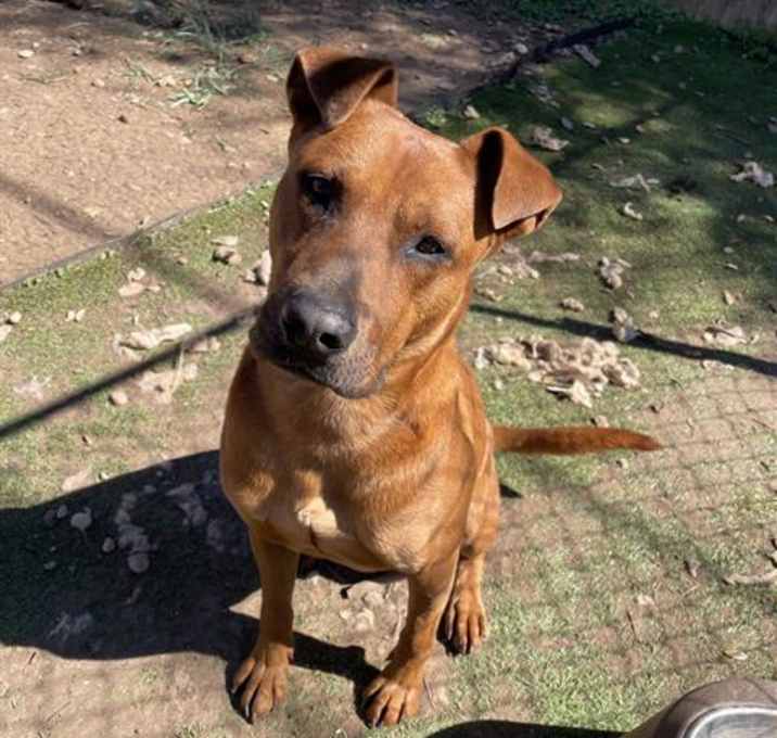 Photo of SCOOBY DOO
