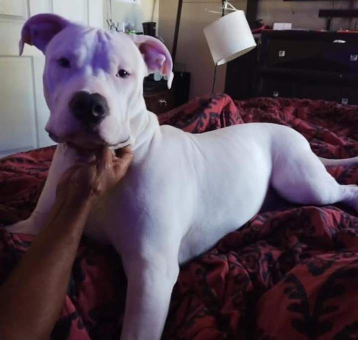 Photo of BANDIT