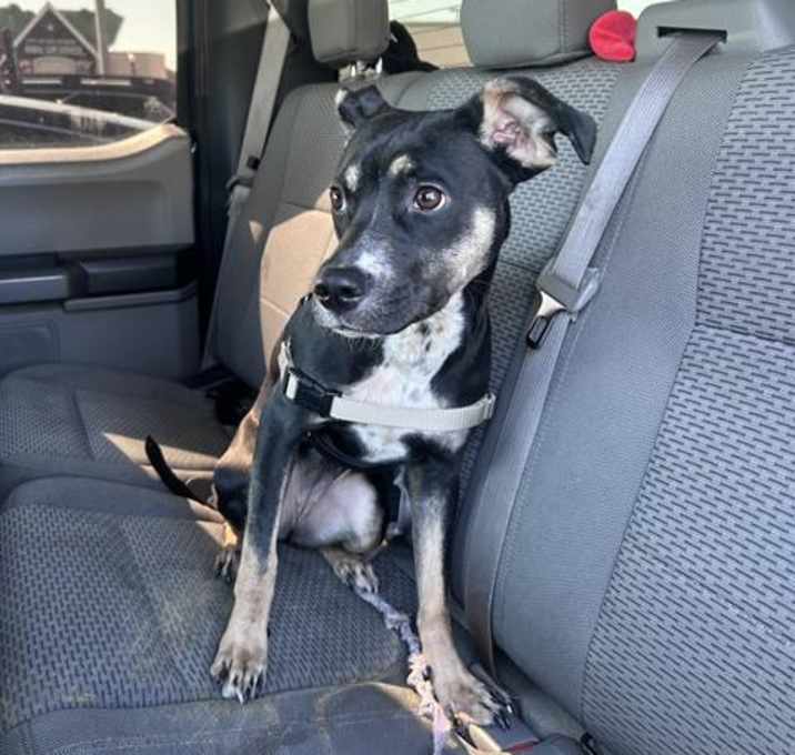 Photo of GYPSY