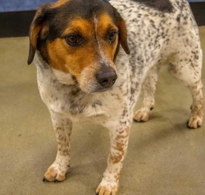 Photo of Otis