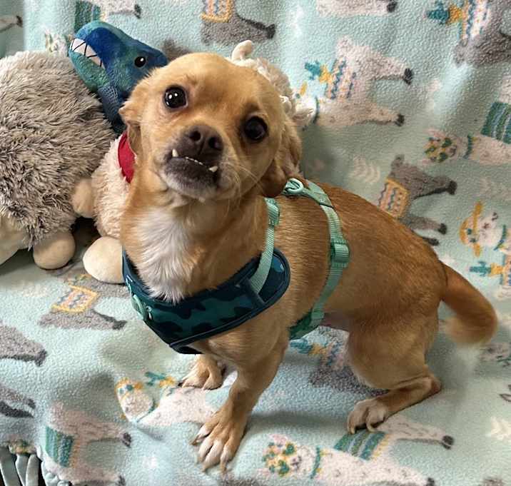 Photo of Moochie