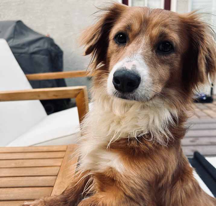 Photo of Buddy