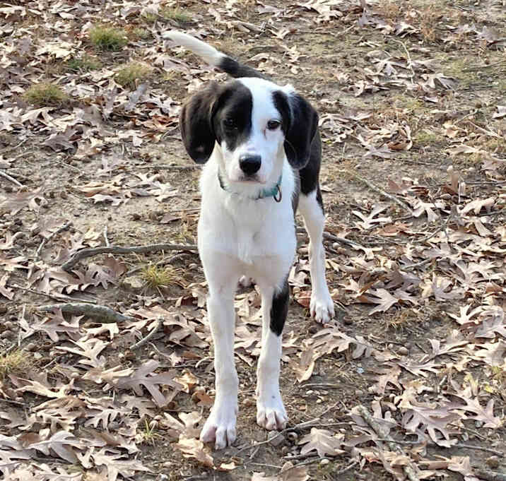 Photo of Riley (aka Taffy)