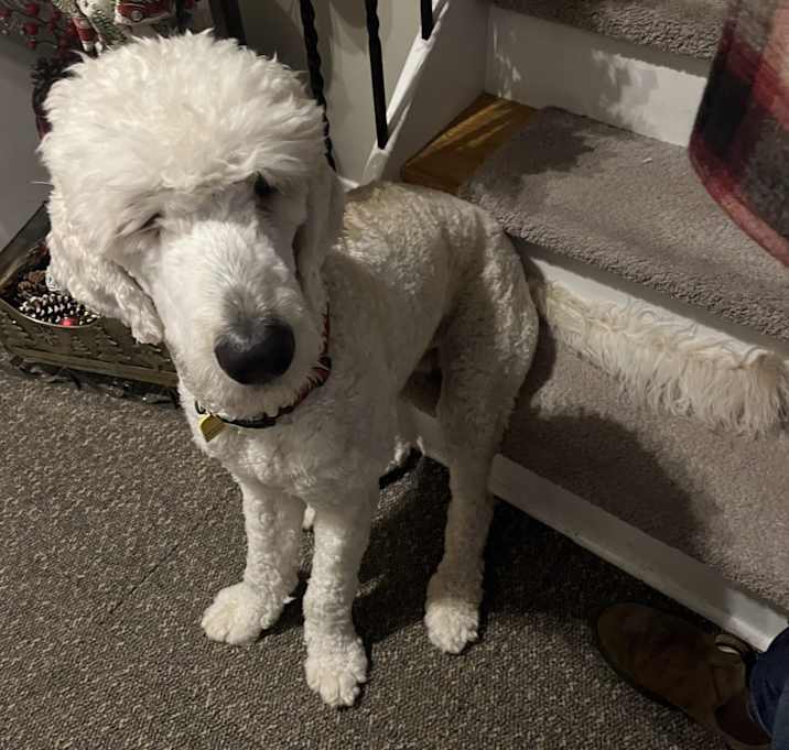 Photo of Teddy