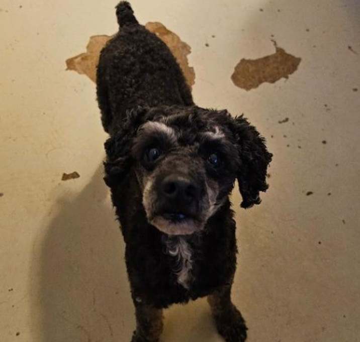 Photo of Scruffy