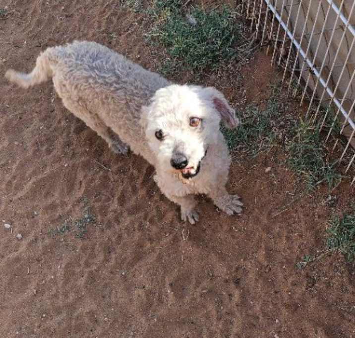 Photo of Gunner