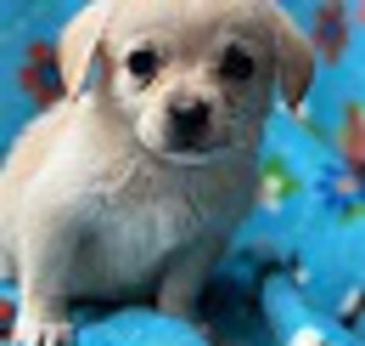 Photo of Penelope