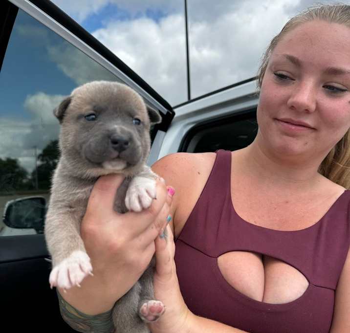 Photo of Puppies from The Hole