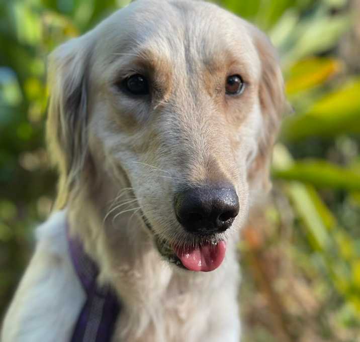 Photo of Millie