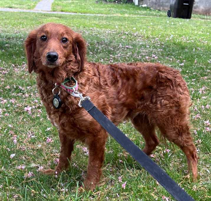 Photo of Ruby Red