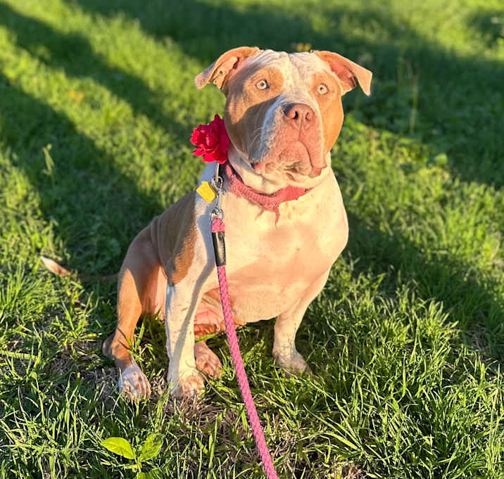 Photo of Rosie