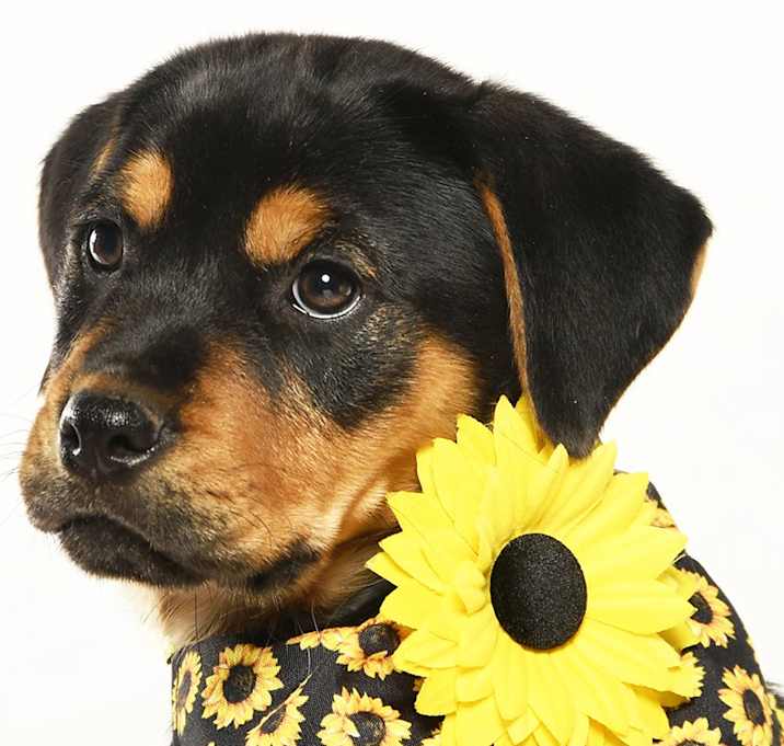 Photo of Aspen - Adoption Pending