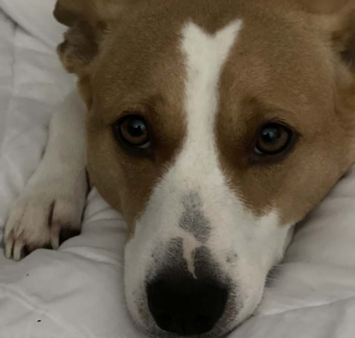 Photo of Lady