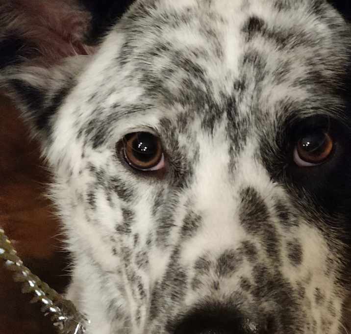Photo of Dillinger