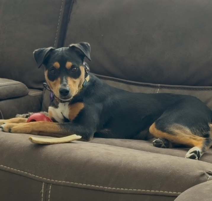 Photo of Dandelion