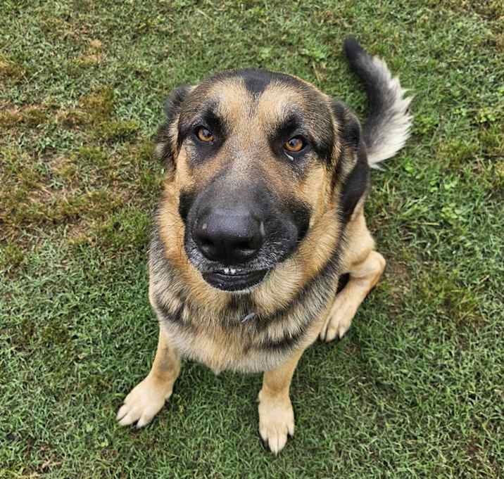 Photo of Koda