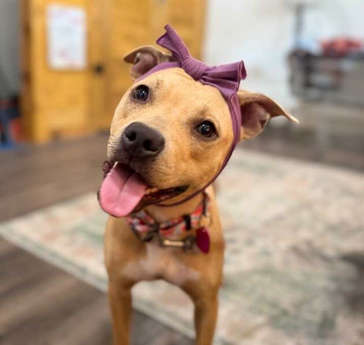Photo of Tilly Noodle the happiest little ray of sunshine