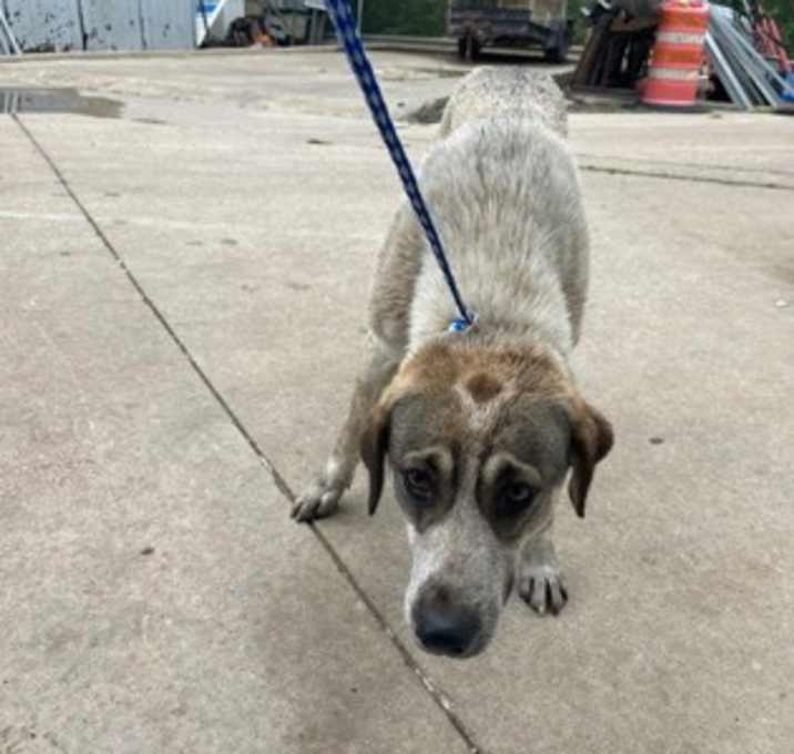 Photo of Boomer