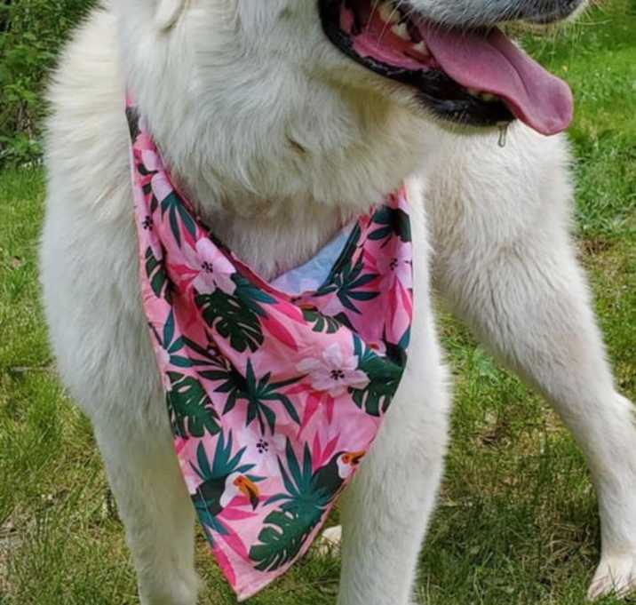 Photo of Sadie (2)