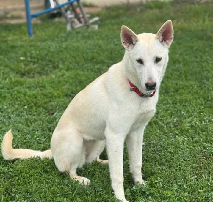Photo of Tessa (5mo PUPPY)