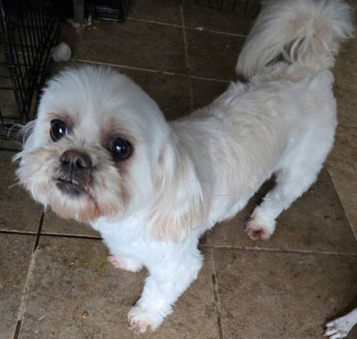 Photo of Luna Shih Tzu