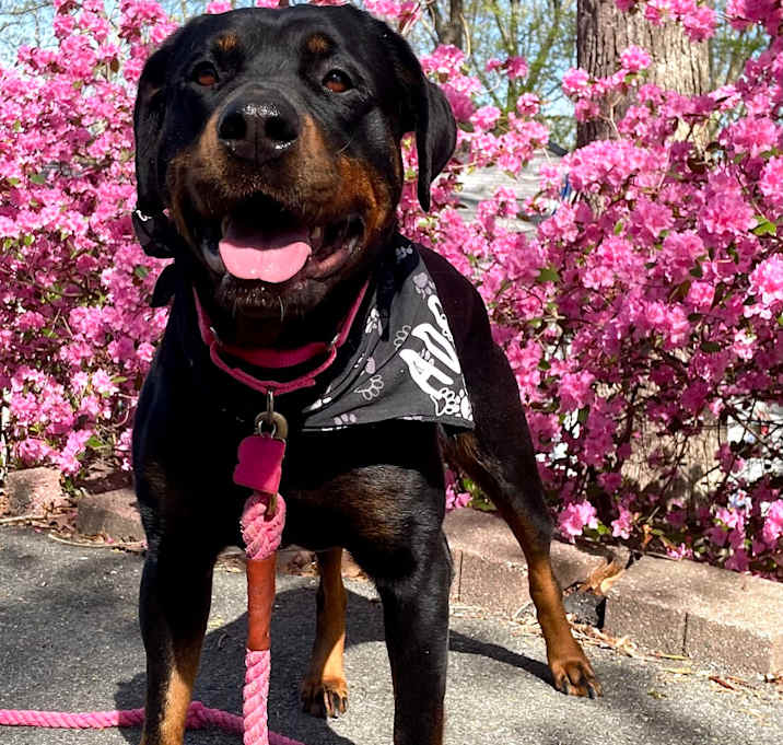 Photo of Cocoa