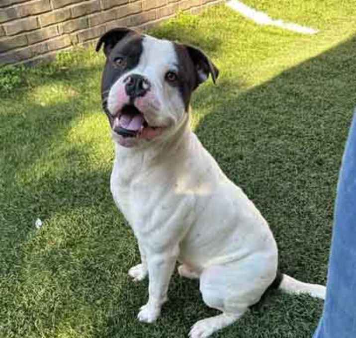 Photo of Petey