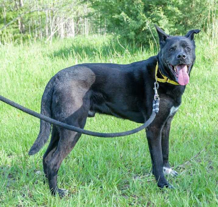 Photo of Buddy