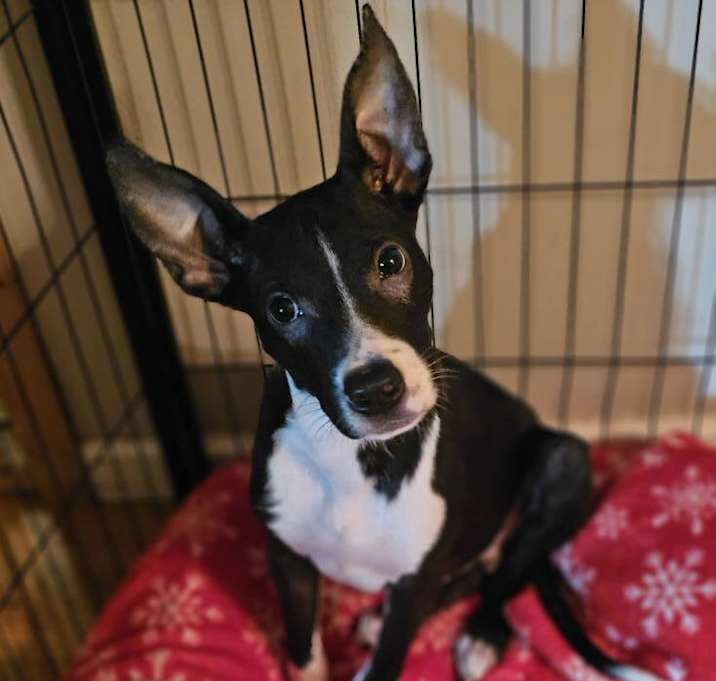 Photo of Ducky