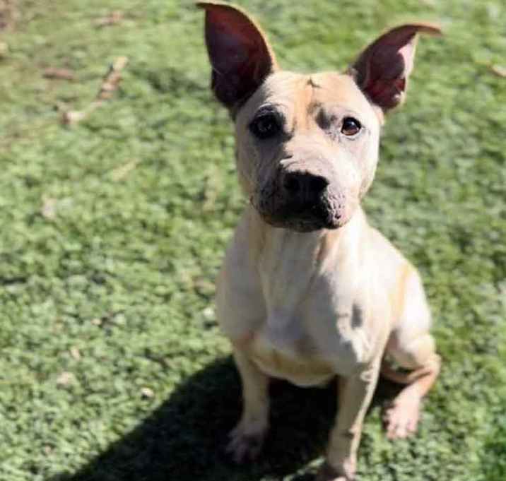 Photo of Ivory