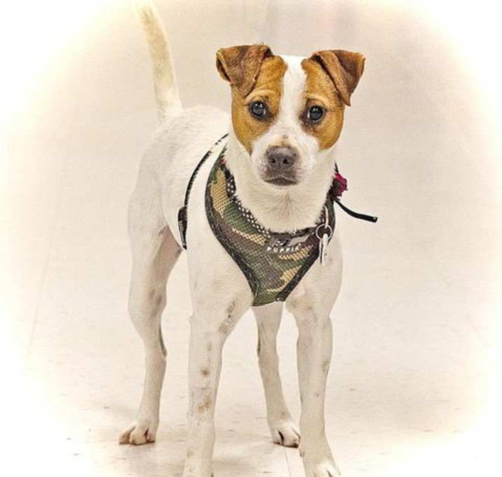 Photo of Little Eddie