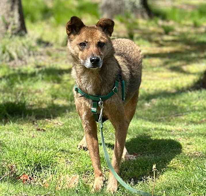 Photo of Scooby