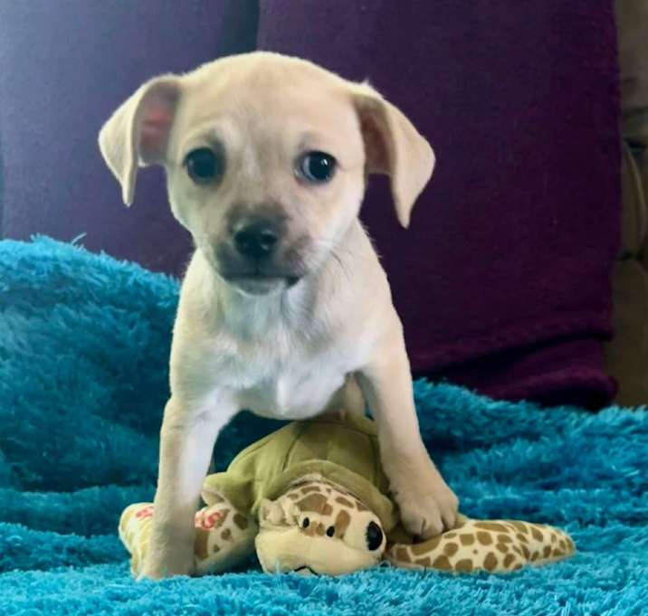 Photo of Tater Tot