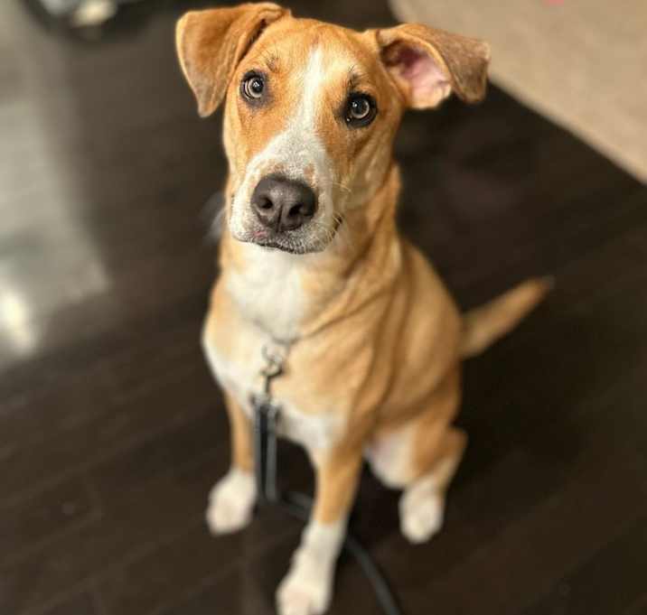 Photo of Indy