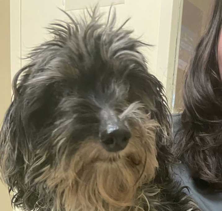 Photo of Lily